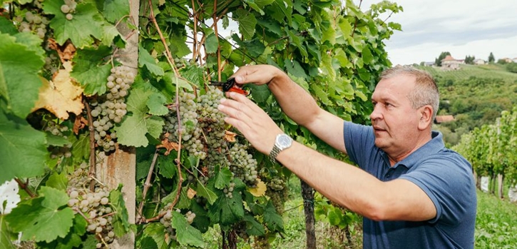 U vinogradu obitelji Najman održana tradicionalna Županijska berba grožđa